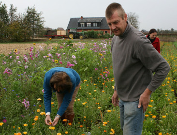 Vlaams-Brabant ziet in goudsbloem nieuwe landbouwteelt