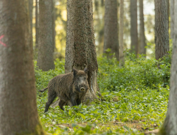 Zweden rapporteert eerste geval Afrikaanse varkenspest in Scandinavië