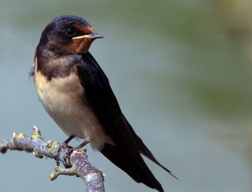 Eerste boerenzwaluwen maken de lente