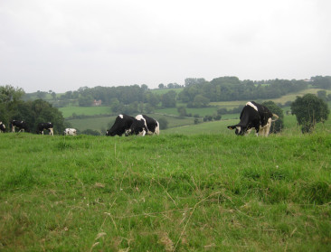 Kan lokale herkomststrategie Voerens landschap redden?