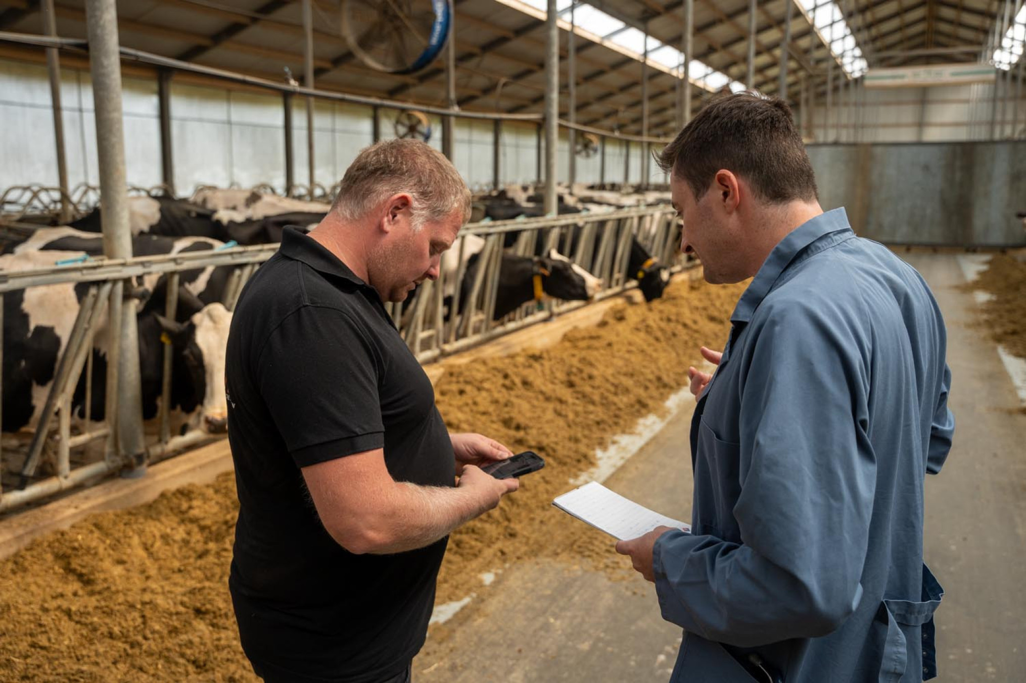 Melkveehouder verliest 30 liter melk per koe door blauwtong