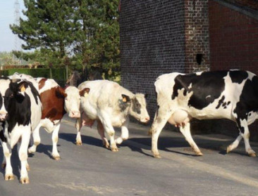 Deal FrieslandCampina-Milcobel raakt gevoelige snaar