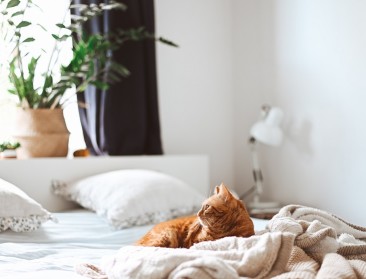 GAIA beantwoordt vragen over dieren en corona