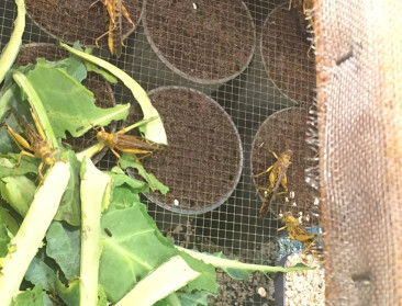 Gezocht: koolteler rond Leuven om sprinkhanen te voeden