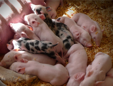 Varkenshouders worden vrijgesteld van bijdrage aan Sanitair Fonds