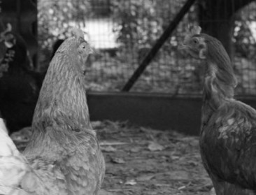 Flashback 2005: Ophokplicht door dreiging vogelgriep