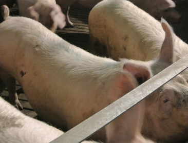 Uitblijven van zeugentoeslag zorgt voor frustratie