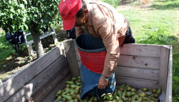 Krijgt seizoenarbeid weldra uitbreiding voor hardfruit?