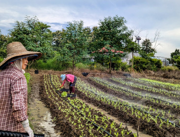 Thailand en Vlaanderen: onverwachte raakvlakken in de landbouw