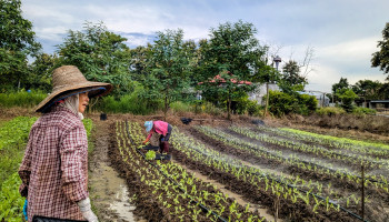 Thailand en Vlaanderen: onverwachte raakvlakken in de landbouw