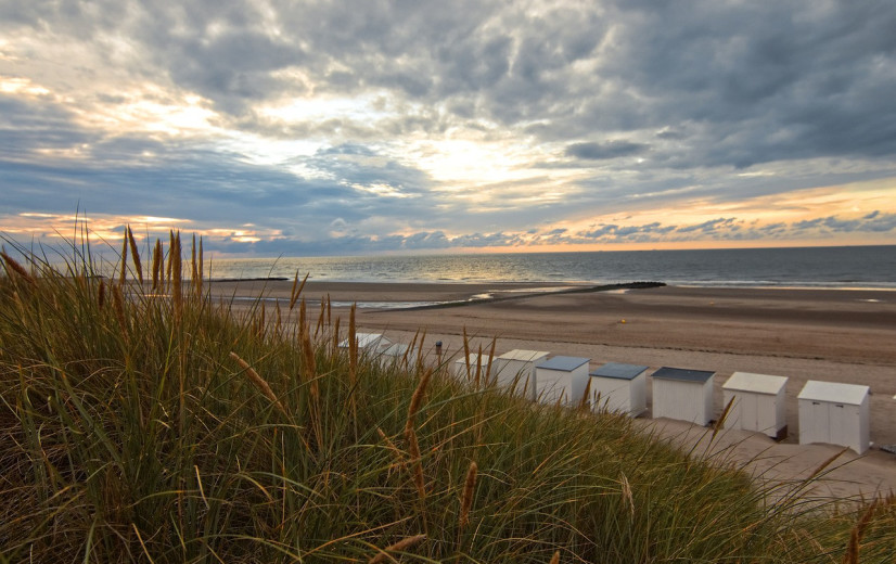 Ecosysteem Belgische Noordzee staat onder druk door vervuiling en klimaatverandering