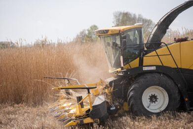 Miscanthus oogsten met hakselaar