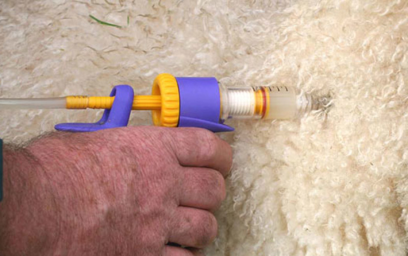 Vaccinatiecampagne tegen blauwtong in volle gang