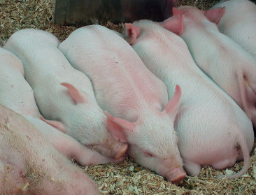 ABS maakt zich grote zorgen over varkenssector