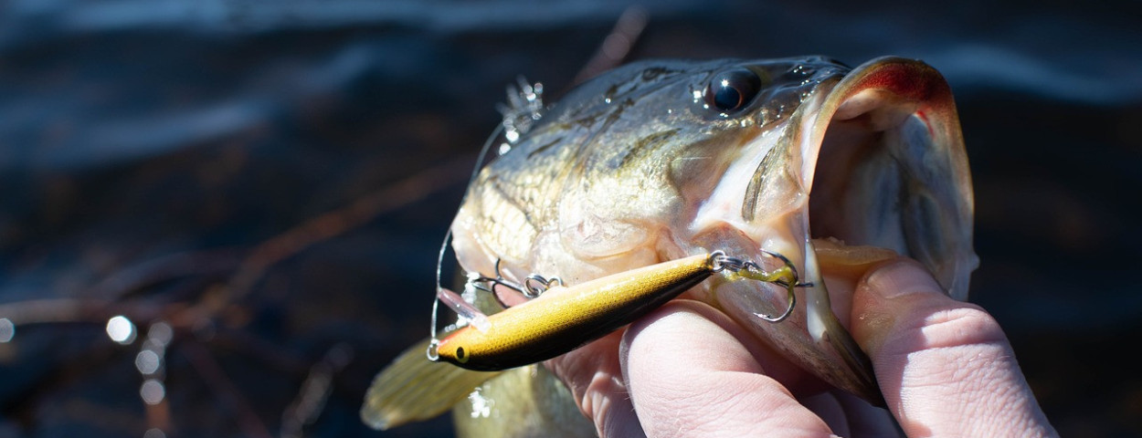 largemouth-bass-5110208_1280