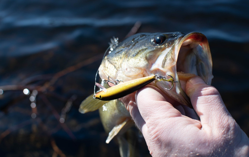 Microplastics maagdarmkanaal dringen ook door in visfilets, stelt Canadese studie