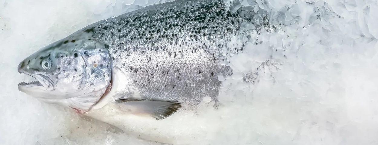 zalm-NeerlandiaURK
