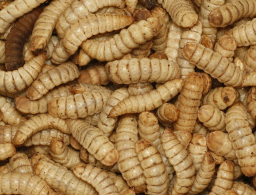 Europa bereid om insecten aan te wenden als kippenvoer