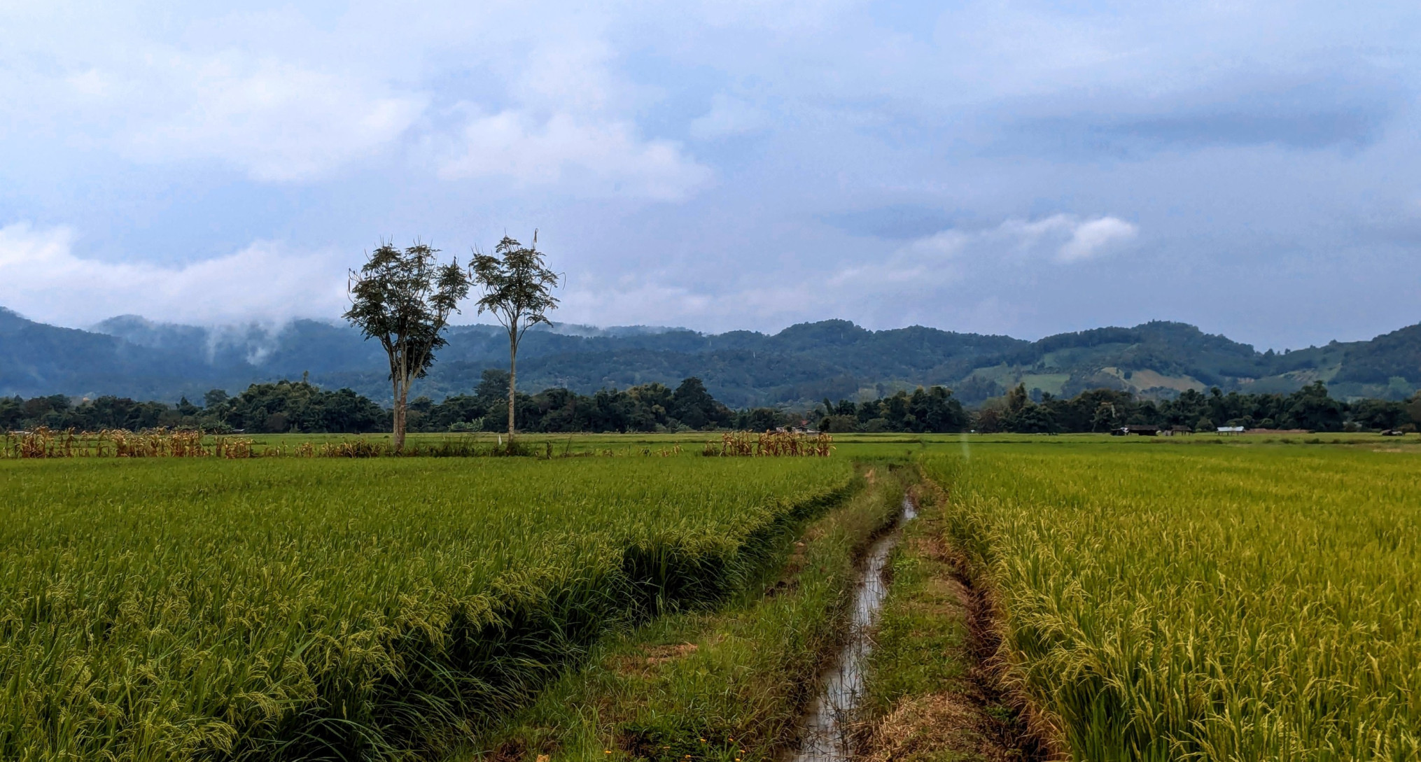 Thailand akker