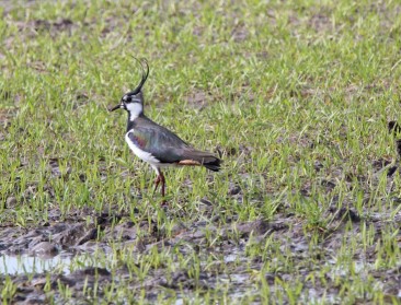 Eerste Vlaamse kievit-akker is een feit