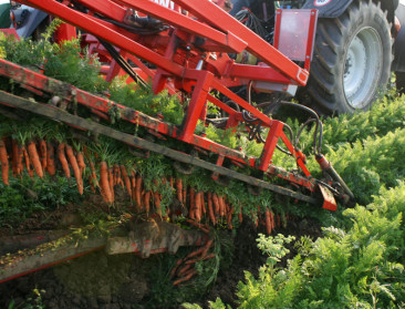 Groenteteelt floreert in EU: zes procent meer oogst in 2024