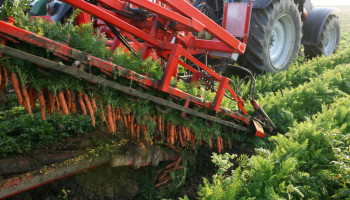 Groenteteelt floreert in EU: zes procent meer oogst in 2024