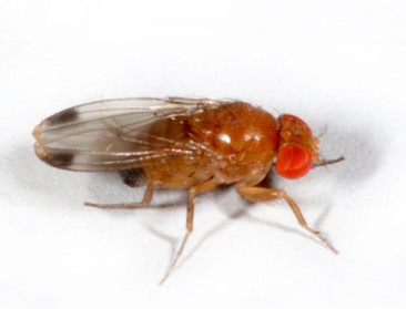 Invasieve insecten veroorzaken miljardenschade