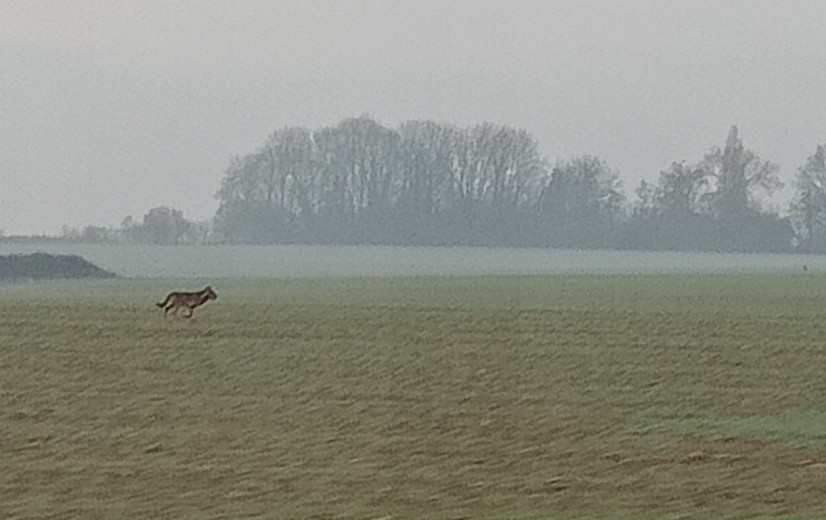 Wolf Maurice vermoedelijk dood: ANB ziet geen kwaad opzet, Welkom Wolf trekt dat in twijfel