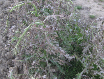 "Wat met onkruidbestrijding in teeltvrije strook?"