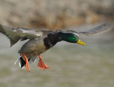 ANB vraagt kadavers van wilde dieren te melden
