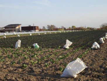 Veredelaars laten zich leiden door wensen van consument