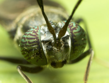 Kan bioraffinage organische nevenstromen valoriseren?
