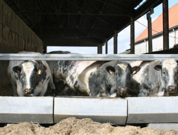 Belgische rundveesector krijgt eigen duurzaamheidsmonitor