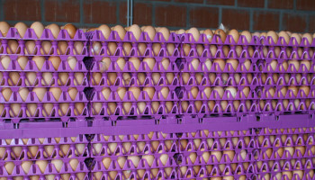 Jaar celstraf voor hoofdverdachten fipronilaffaire