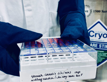 KU Leuven vriest witloofcollectie in voor de eeuwigheid