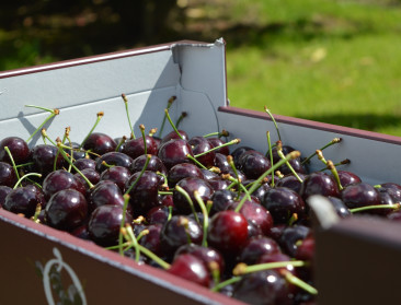 Franse supermarkten stoppen met geïmporteerde aardbeien en kersen: “Slecht voor milieu en Franse boeren"