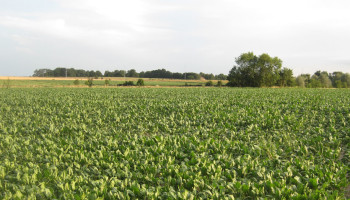 Vroegere uitzondering voor bestrijdingsmiddelen met neonics in België onwettig verklaard