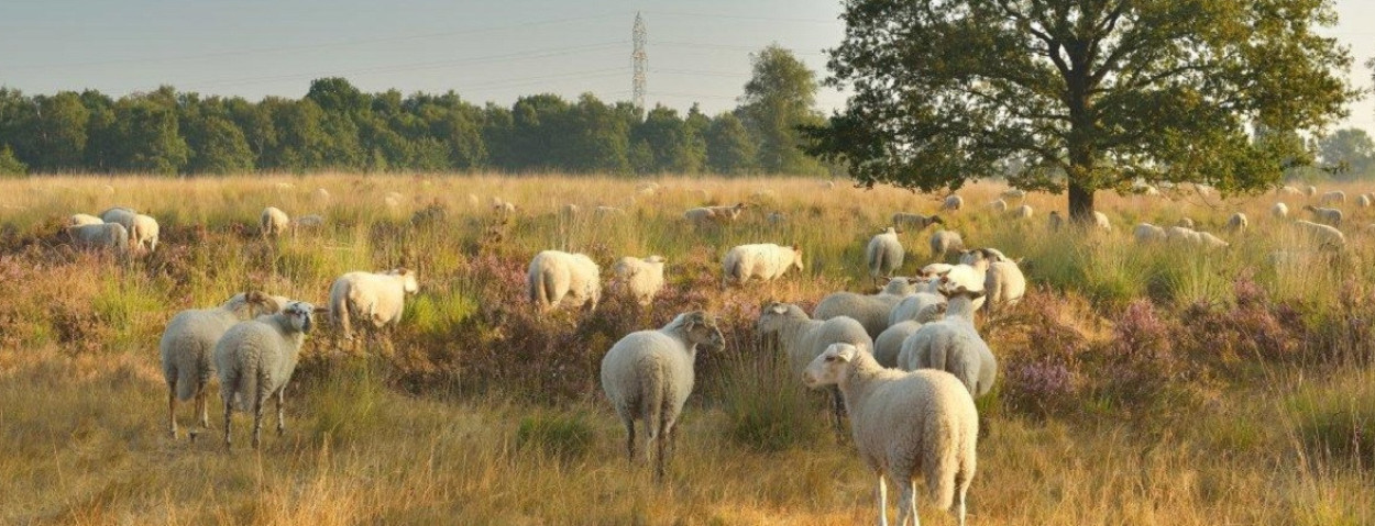schapen-schaap-begrazing-heide-Ecopedia van de Vlaamse overheid-1250