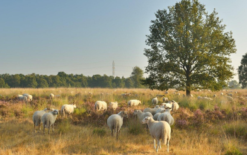 Landbouwers vanaf 2025 verplicht om vee te vaccineren tegen blauwtongvirus