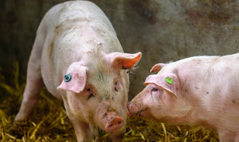Traansporen varkens biggen