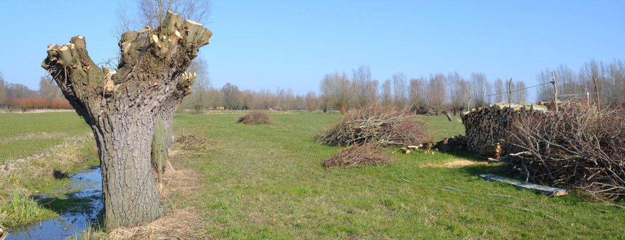 Houtkantlandschap