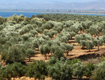 Goed jaar voor olijven in Europa