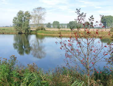 Natuurcompensaties nefast voor biodiversiteit