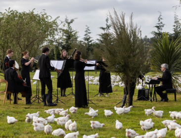 Orkest treedt op voor duizenden kippen