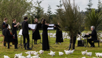 Orkest treedt op voor duizenden kippen