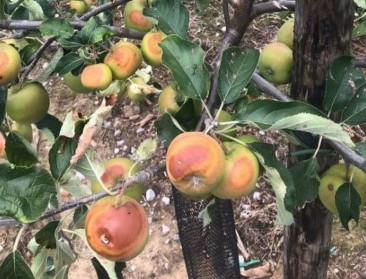 Gevolgen van hitte en droogte worden duidelijk