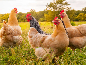 Poule & Poulette verscherpt toezicht na kritiek GAIA
