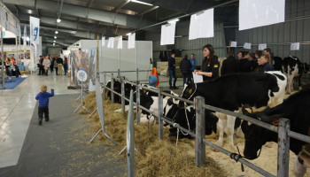 Opnieuw geen rundveeprijskampen op Agridagen: “Het levenswerk van de veehouders beschermen”