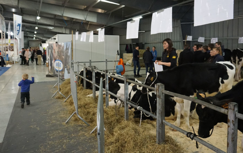 Opnieuw geen rundveeprijskampen op Agridagen: “Het levenswerk van de veehouders beschermen”