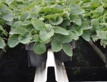 Vlaams Aardbeitrayveld finalist in Europese wedstrijd